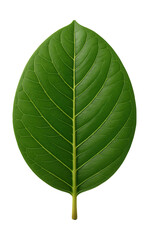 Obraz premium Broad, ovate leaf with distinct veins from a banyan tree.