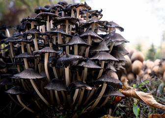 Coprinellus Disseminatus (3).jpg