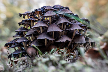 Coprinellus Disseminatus (3).jpg
