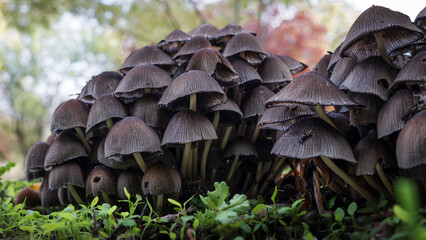 Coprinellus Disseminatus (3).jpg