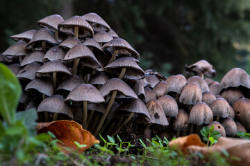 Coprinellus Disseminatus (3).jpg