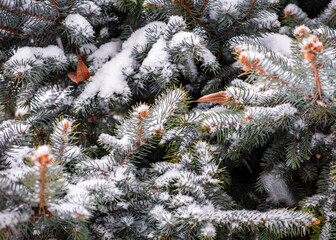 Frozen pine in colors.jpg