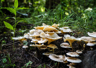 Coprinellus Disseminatus (3).jpg