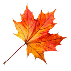 Fototapeta premium Autumn maple leaf with vibrant colors isolated on transparent background