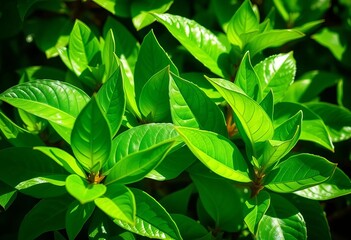 Fototapeta premium Vibrant, glossy emerald leaves reflecting sunlight, leaves, green