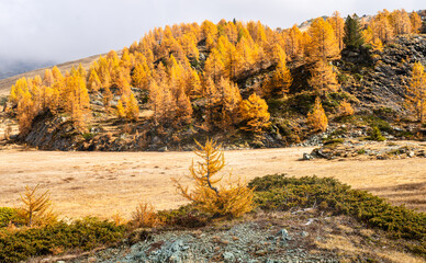 Foliage all'alpe Prabello in Valmalenco in autunno