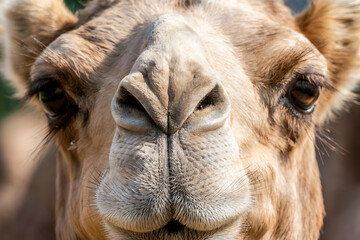 Obraz premium Camel Close-Up: Vivid Wildlife Portrait Showcasing Desert Habitat Beauty and Expressive Features