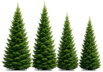 Obraz premium onical – like pine or fir trees