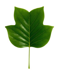 Fototapeta premium Four-lobed tulip tree leaf with a shiny green surface.