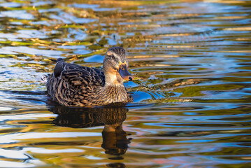 Mallard duck on the surface of a pond in the morning light