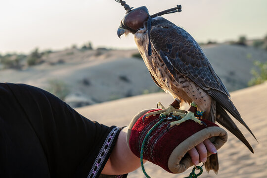 Falcon with a leather privacy mask on its head, frontal on the glove of a falconer