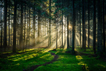 Beautiful sunny morning in green forest