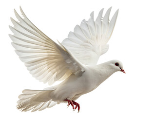 Fototapeta premium A majestic white dove flies elegantly with its wings fully spread, perfectly isolated on a transparent background for various uses.