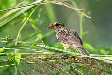 Baya Weaver bird searching for food while perched on a ripe grain stalk in natural daylight