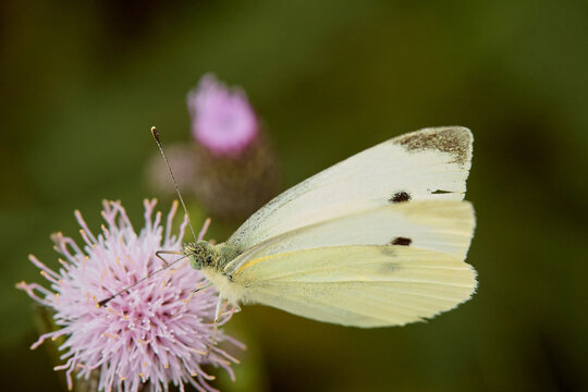Pieris brassicae female feeding nectar from thistle on meadow