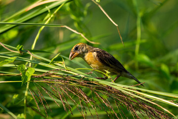 Baya Weaver bird searching for food while perched on a ripe grain stalk in natural daylight