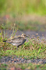 Pacific Golden Plover resting peacefully on natural ground habitat