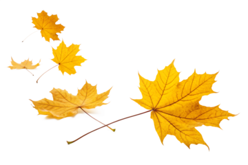 Several bright yellow maple leaves are gently falling and turning, creating a beautiful autumn display, isolated on a clean transparent background.