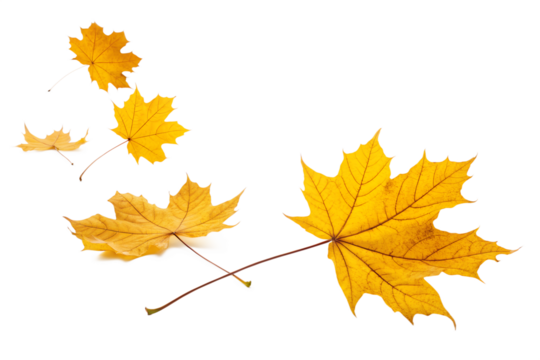 Several bright yellow maple leaves are gently falling and turning, creating a beautiful autumn display, isolated on a clean transparent background.