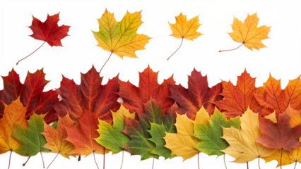Many vibrant red, yellow, and orange maple leaves are gracefully falling while others form a colorful autumn border below, isolated on a clean background.