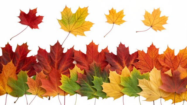Many vibrant red, yellow, and orange maple leaves are gracefully falling while others form a colorful autumn border below, isolated on a clean background.
