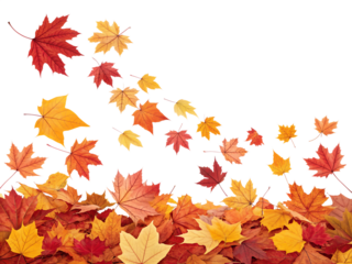 Many vibrant red, orange, and yellow autumn maple leaves are gently falling and scattering, forming a decorative pile, isolated on a clear transparent background.