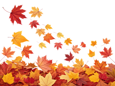 Many vibrant red, orange, and yellow autumn maple leaves are gently falling and scattering, forming a decorative pile, isolated on a clear transparent background.