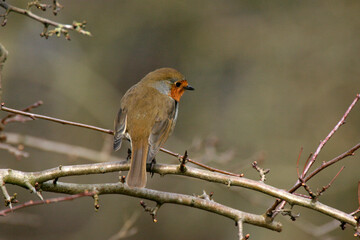 Robin perched on a a branch in winter, United Kingdom