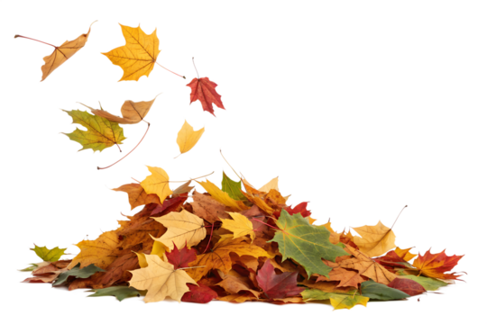 Vibrant colorful autumn leaves are falling and collecting into a natural pile, isolated on a clean transparent background.