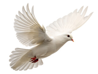 Obraz premium A graceful white dove with wings wide open is captured in flight, perfectly isolated on a transparent background for clear versatile use.