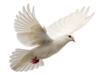 A graceful white dove with wings wide open is captured in flight, perfectly isolated on a transparent background for clear versatile use.