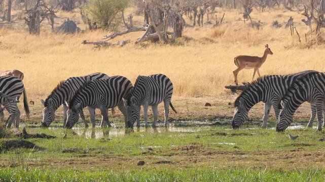 small herd of zebras drinking at bank of small river 310