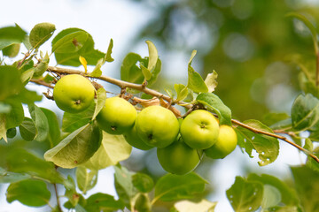 Klaräpfel an einem Baum