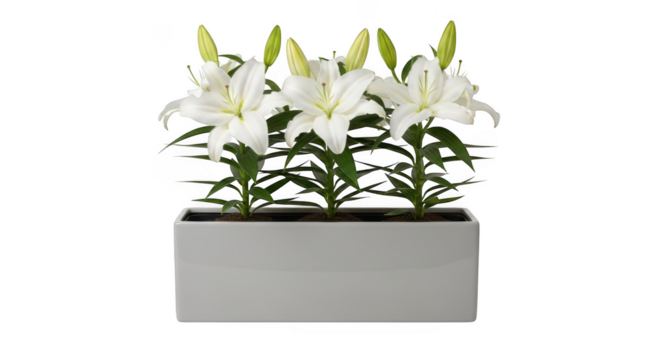 Elegant white lilies in a modern silver rectangular planter isolated on transparent background