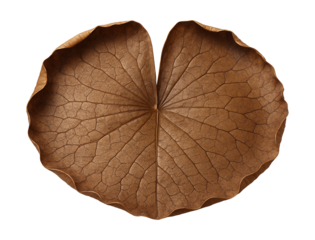 Crisp brown lily pad with curled edges and a textured, cracked surface.