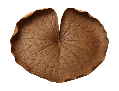 Crisp brown lily pad with curled edges and a textured, cracked surface.