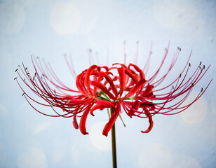 red spider lily flower on a white background