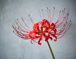 red magic lily flower on a white background