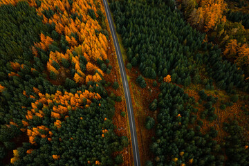 Top Down Aerial View of an Empty Road Through an Autumn Forest in Wicklow Mountains	