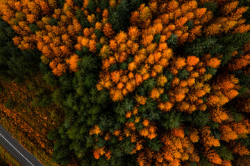 Aerial top down view of the forest canopy with orange larch and evergreen spruce trees in Wicklow, Ireland