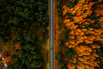 Aerial top down view of a car driving through pine forest road divided by green and orange autumn trees in the Wicklow Mountains