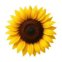 Obraz premium Vibrant sunflower featuring a prominent center and elongated, bright petals.