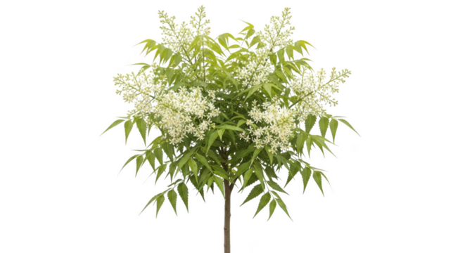 A delicate flowering bamboo plant with lush green leaves and white blossoms isolated on transparent background