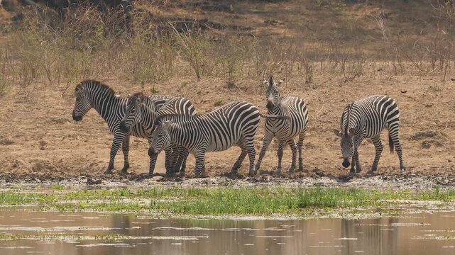 small herd of zebras drinking at bank of small river  823