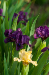 dark burgundy iris in the botanical garden