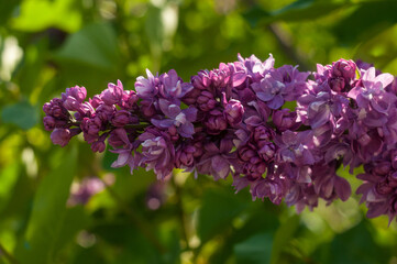 Common lilac blooming in the botanical garden
