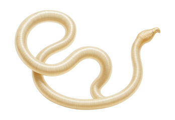 Obraz premium Adult Loa loa worm with a slender, coiled body and unique head shape.