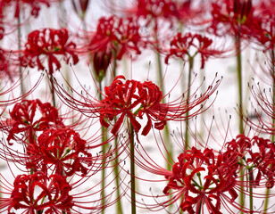 red equinox flower background