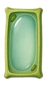 Extended plant cell featuring a central vacuole and a delicate cell wall.