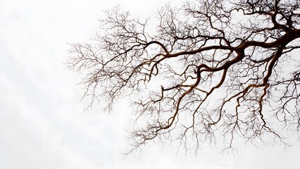 Abstract close-up of a leafless tree against white background, artistic lines and natural patterns, fine art geometry, modern minimalist expression